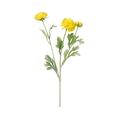 Art Flower Graceful Ranunculus Yellow