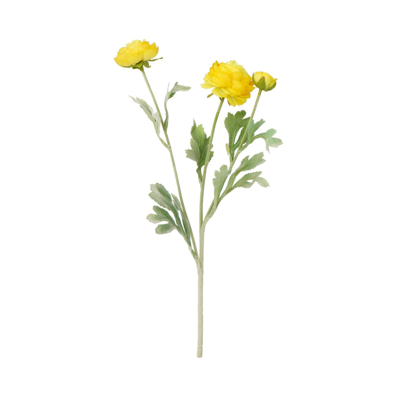 Art Flower Graceful Ranunculus Yellow