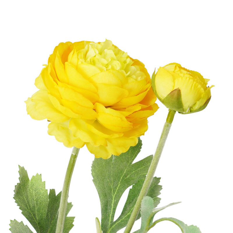 Art Flower Graceful Ranunculus Yellow