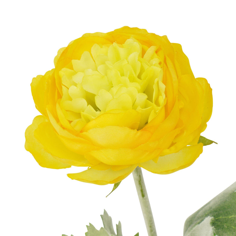Art Flower Graceful Ranunculus Yellow