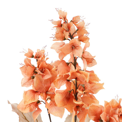 Art Flower Bougainvillea Orange