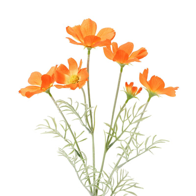 Art Flower Cosmos Orange