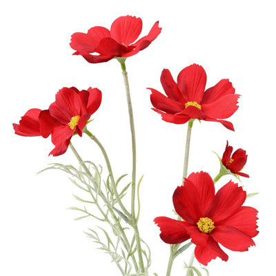 Art Flower Cosmos Red